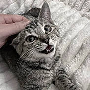 Orla joined the competition — help win amazing prizes! kitten, cat, tabby, pet, hand, fluffy_blanket, white_blanket, fur, whiskers, cute, indoor, close_up, animal, young_cat, expression, eyes, paw, petting, soft, cozy