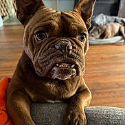 Toad joined the competition — help win amazing prizes! animal, background_dog, brown_dog, canine, close_up, cute, dog, dog_bed, ears, expression, furniture, home, indoor, living_room, paw, pet, resting_dog, snout, teeth, wooden_floor