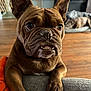 animal, background_dog, brown_dog, canine, close_up, cute, dog, dog_bed, ears, expression, furniture, home, indoor, living_room, paw, pet, resting_dog, snout, teeth, wooden_floor