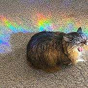 Socks is registered to the contest to win money with this photo: animal, carpet, cat, colorful, cute, feline, fluffy, fur, indoor, light_reflection, mammal, mouth_open, pet, rainbow, relaxed, shadow, sunlight, texture, whiskers, yawning