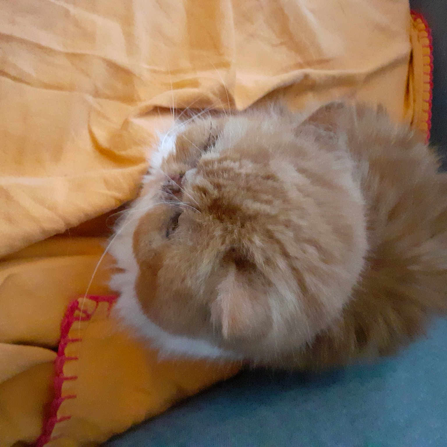 Chubby