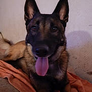 Akim a rejoint le concours — aidez-le/la à gagner de superbes lots ! dog, german_shepherd, pet, animal, tongue_out, indoor, blanket, relaxed, canine, fur, ears, face, lying_down, close_up, mammal, friendly, companion, domestic_animal, brown, black