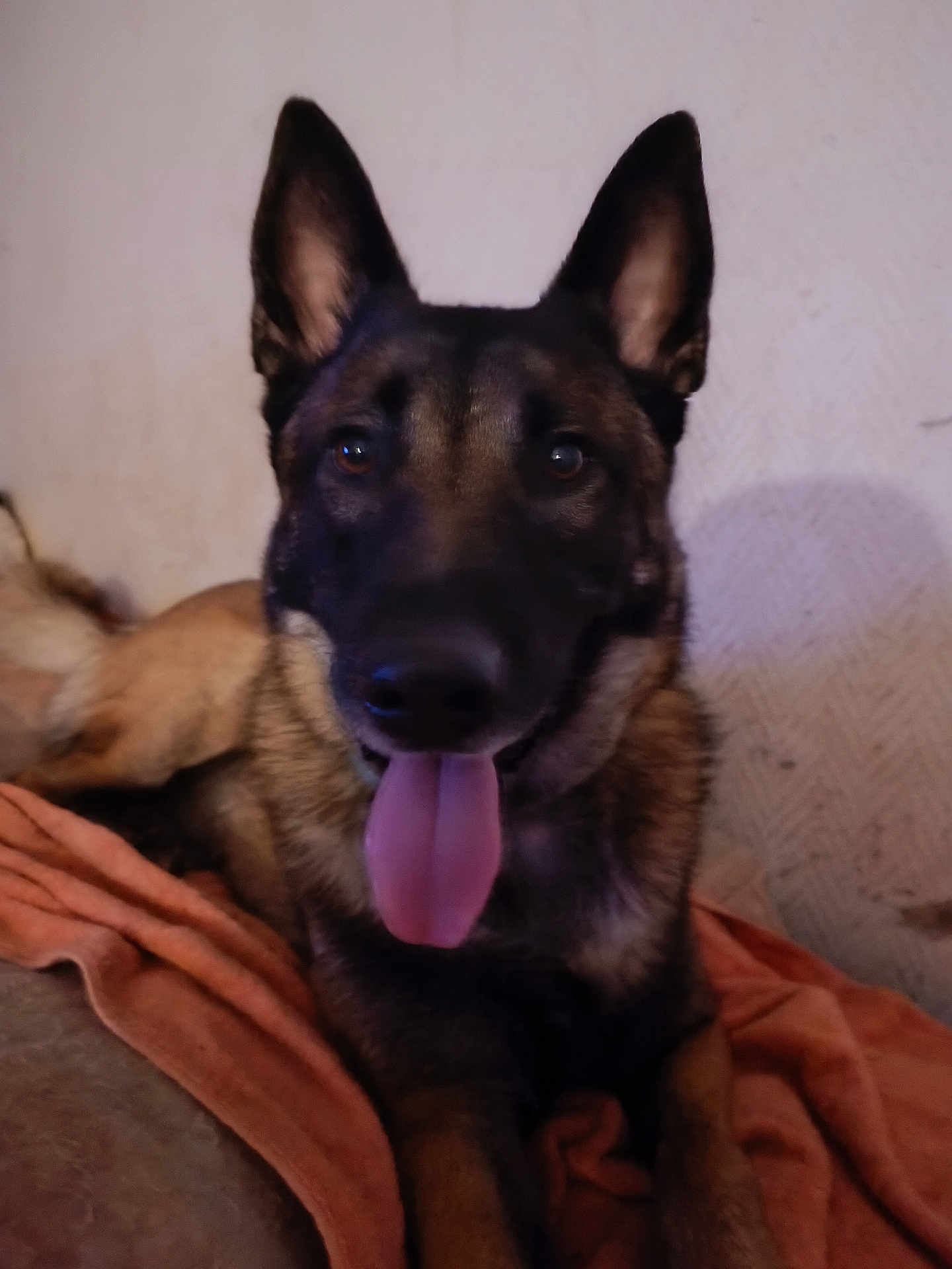 Akim a rejoint le concours — aidez-le/la à gagner de superbes lots ! dog, german_shepherd, pet, animal, tongue_out, indoor, blanket, relaxed, canine, fur, ears, face, lying_down, close_up, mammal, friendly, companion, domestic_animal, brown, black