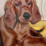 Alba participe au concours pour gagner de l'argent avec cette photo : puppy, dog, brown, close_up, floppy_ears, pet, animal, cute, young, fur, indoor, resting, yellow_surface, canine, adorable, portrait, looking, snout, whiskers, domestic