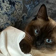 Nala a rejoint le concours — aidez-le/la à gagner de superbes lots ! cat, siamese_cat, blue_eyes, pet, animal, feline, close_up, portrait, whiskers, ears, fur, brown_fur, cream_fur, white_blanket, bedding, cozy, indoors, bedroom, resting, dramatic_stare