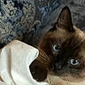 cat, siamese_cat, blue_eyes, pet, animal, feline, close_up, portrait, whiskers, ears, fur, brown_fur, cream_fur, white_blanket, bedding, cozy, indoors, bedroom, resting, dramatic_stare