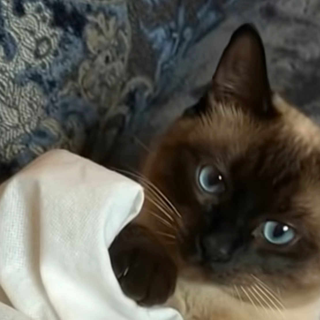 Nala