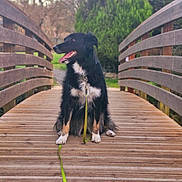 Ruby a rejoint le concours — aidez-le/la à gagner de superbes lots ! dog, leash, bridge, wooden_bridge, outdoor, nature, trees, greenery, animal, pet, sitting, black_dog, white_fur, happy, tongue_out, canine, daylight, park, fur, collar