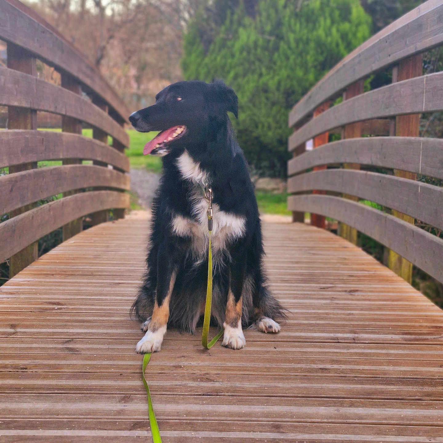 Ruby a rejoint le concours — aidez-le/la à gagner de superbes lots ! animal, black_dog, bridge, canine, collar, daylight, dog, fur, greenery, happy, leash, nature, outdoor, park, pet, sitting, tongue_out, trees, white_fur, wooden_bridge