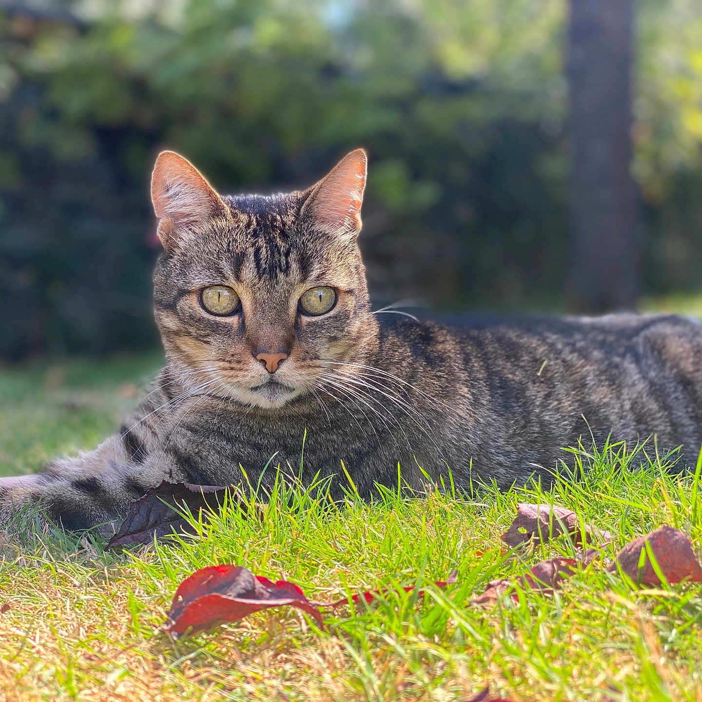 Diesel participe au concours pour gagner de l'argent avec cette photo : abyssinian, animal, bird, cat, countryside, egyptiancat, field, grass, grassland, kitten, lawn, leaf, manx, meadow, moss, nature, outdoors, pet, plant, rural
