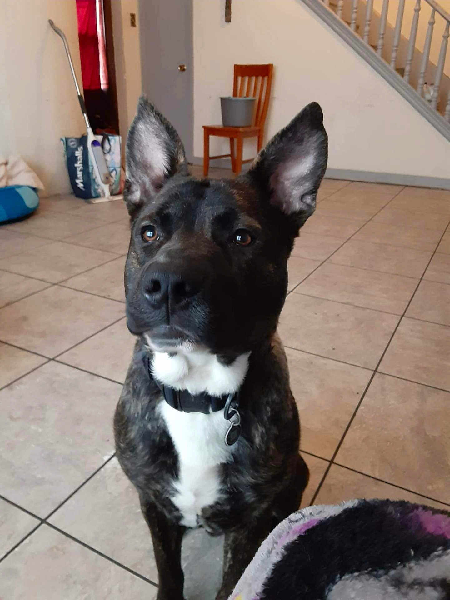 Kilo joined the competition — help win amazing prizes! dog, pet, indoor, floor, tile_floor, ear, collar, black_and_white, brown, white_chest, animal, canine, household, staircase, chair, bucket, room, looking_up, curious, domestic_animal