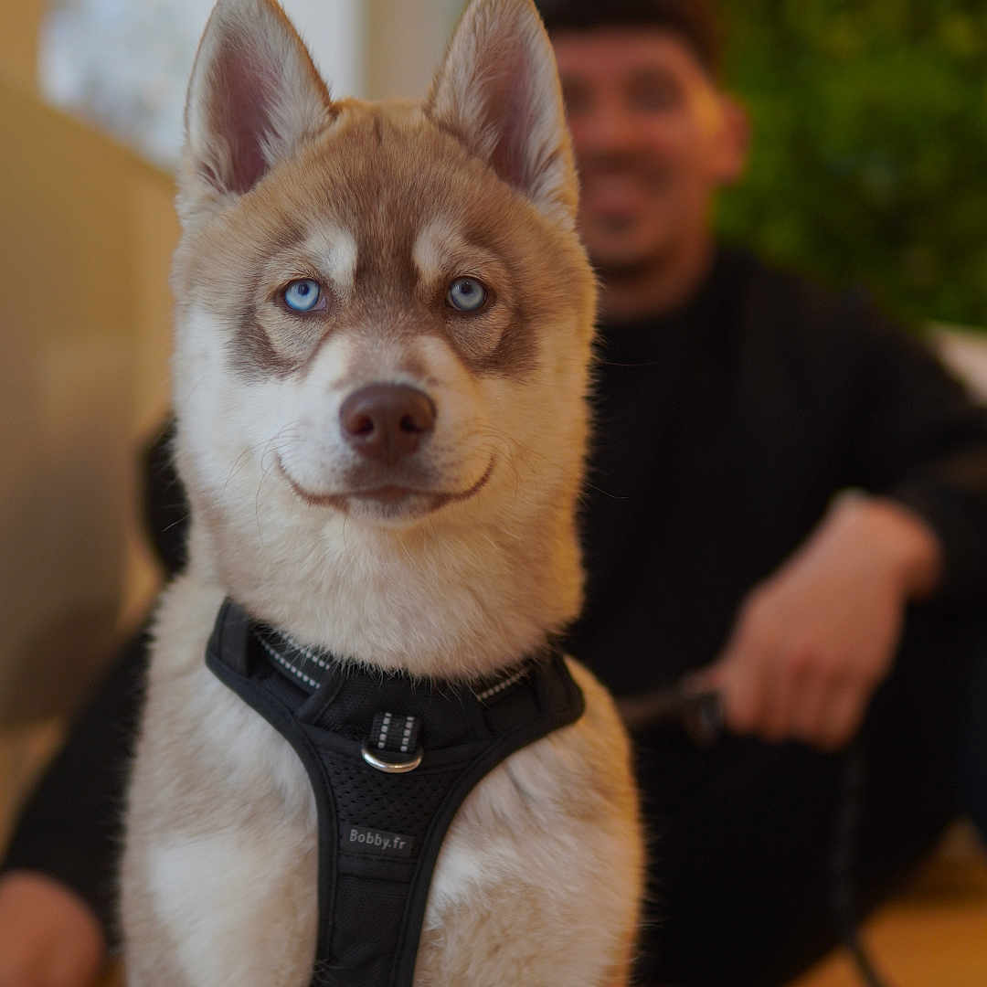Athena a rejoint le concours — aidez-le/la à gagner de superbes lots ! animal, blue_eyes, blurred_background, canine, dog, face, floor, fur, harness, human, husky, indoor, leash, person, pet, portrait, puppy, sitting, smiling, young_dog