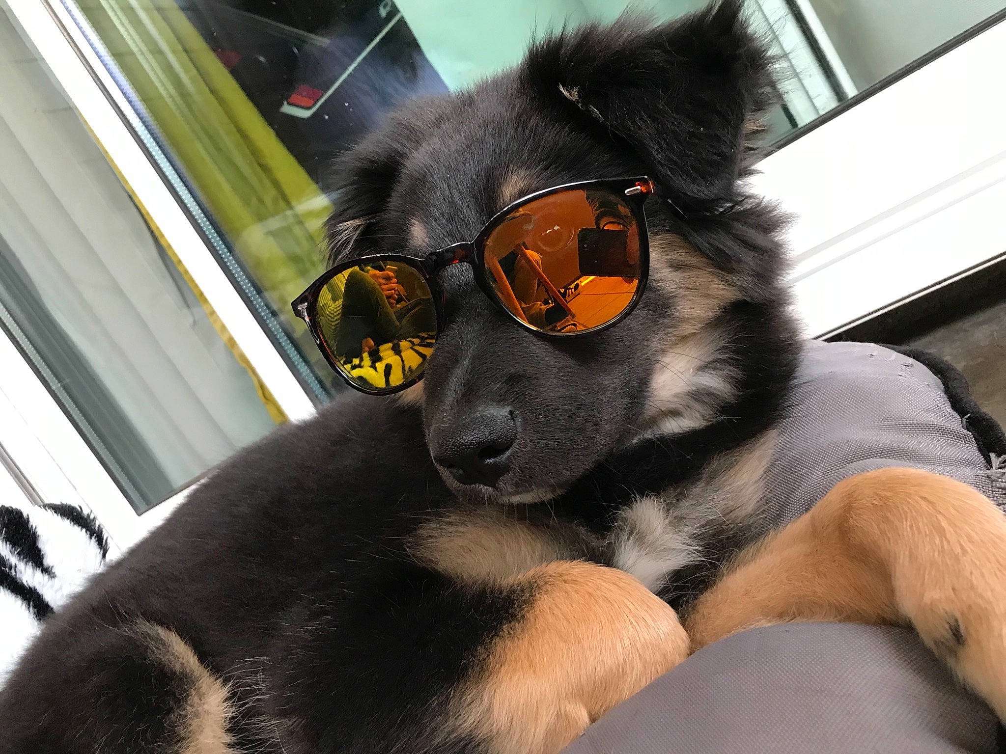 Rodin a rejoint le concours — aidez-le/la à gagner de superbes lots ! canidae, carnivore, companion_dog, dog, dog_breed, ear, eyewear, fawn, felidae, foot, fur, paw, small_to_medium_sized_cats, snout, tail, terrestrial_animal, whiskers, window, working_animal, working_dog