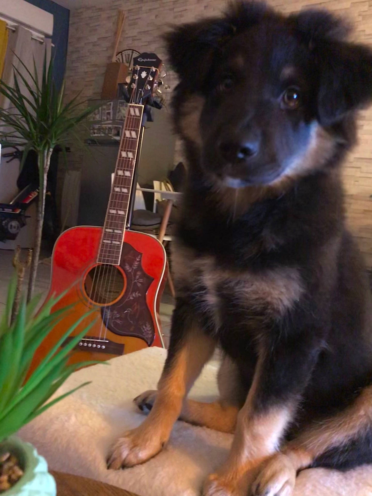 Rodin a rejoint le concours — aidez-le/la à gagner de superbes lots ! art, carnivore, companion_dog, dog, dog_breed, dog_collar, flowerpot, fur, guitar, guitar_accessory, houseplant, musical_instrument, musician, plant, plucked_string_instruments, snout, string_instrument, string_instrument_accessory, window, working_animal
