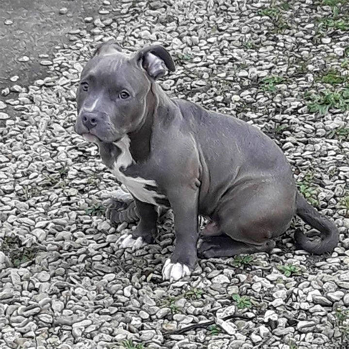 Boston participe au concours pour gagner de l'argent avec cette photo : canidae, carnivore, collar, companion_dog, dog, dog_breed, fawn, grass, liver, molosser, non_sporting_group, road_surface, snout, soil, sporting_group, terrestrial_animal, whiskers, wildlife, working_animal