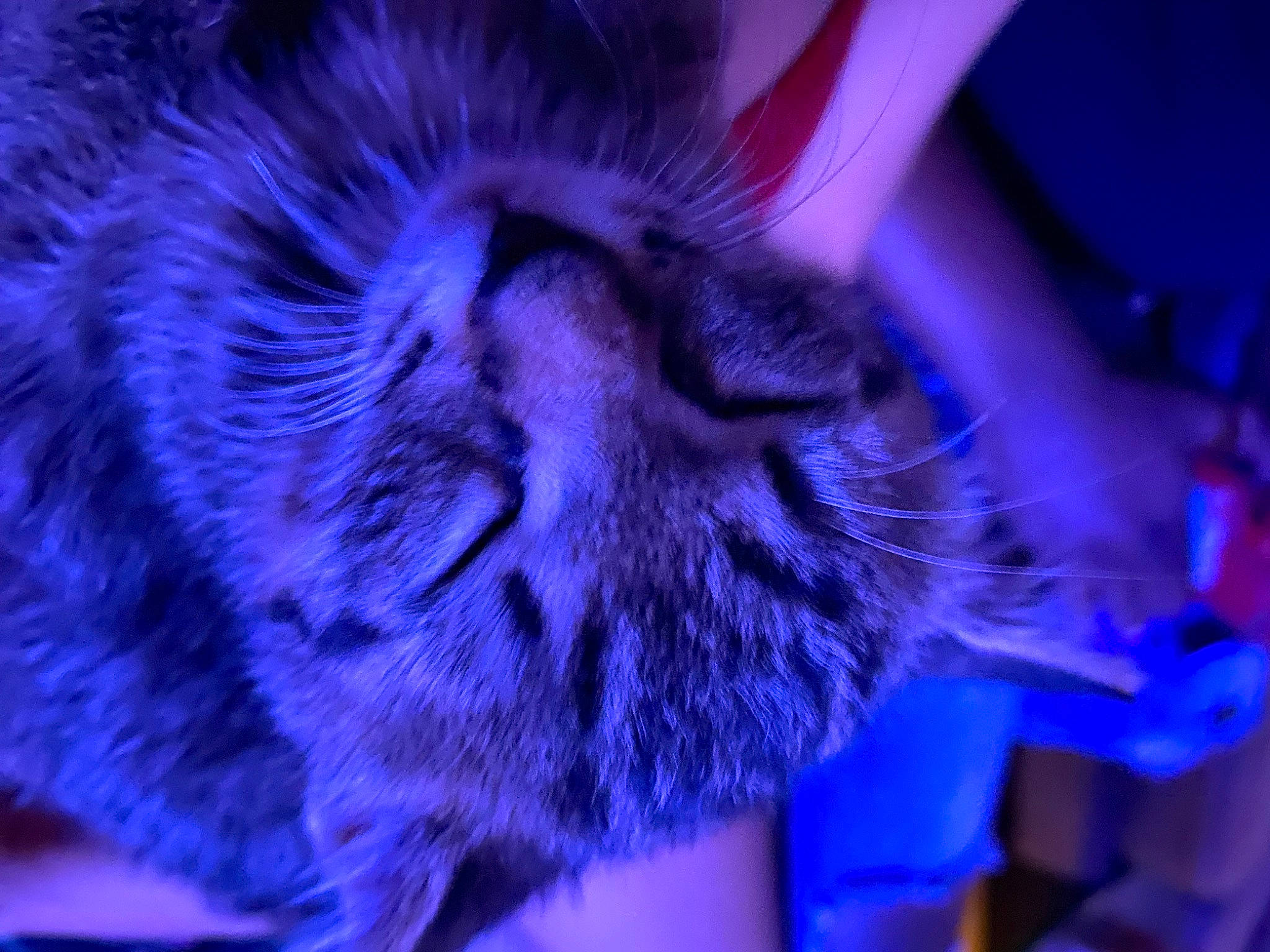 Mar Mar is registered to the contest to win money with this photo: blue, carnivore, cat, domestic_short_haired_cat, ear, electric_blue, felidae, fur, macro_photography, magenta, organism, pattern, petal, purple, small_to_medium_sized_cats, snout, terrestrial_animal, violet, whiskers, wildlife