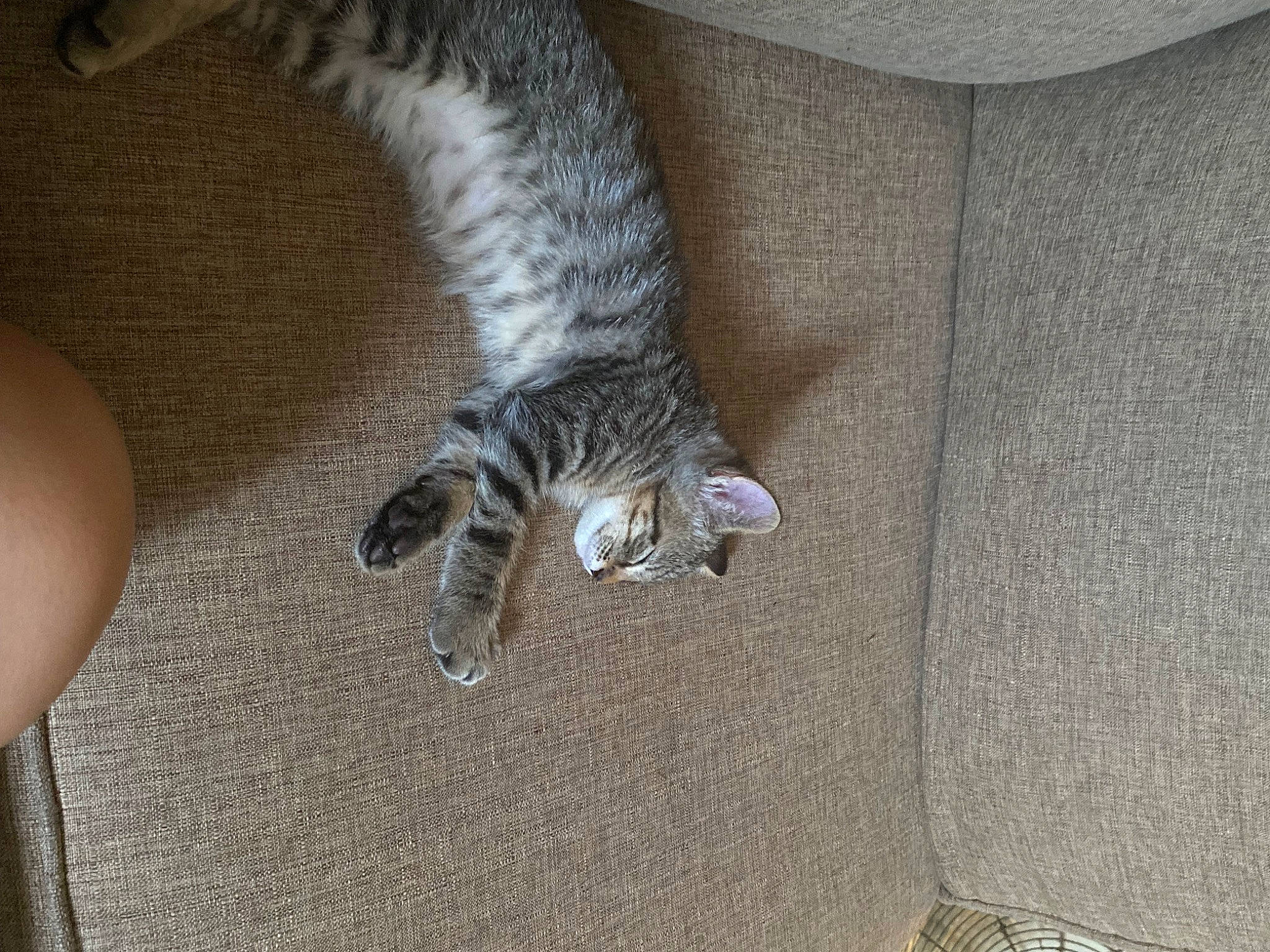 Mar Mar joined the competition — help win amazing prizes! carnivore, cat, claw, comfort, domestic_short_haired_cat, felidae, flooring, fur, grey, human_leg, nail, paw, small_to_medium_sized_cats, tail, terrestrial_animal, whiskers, wood