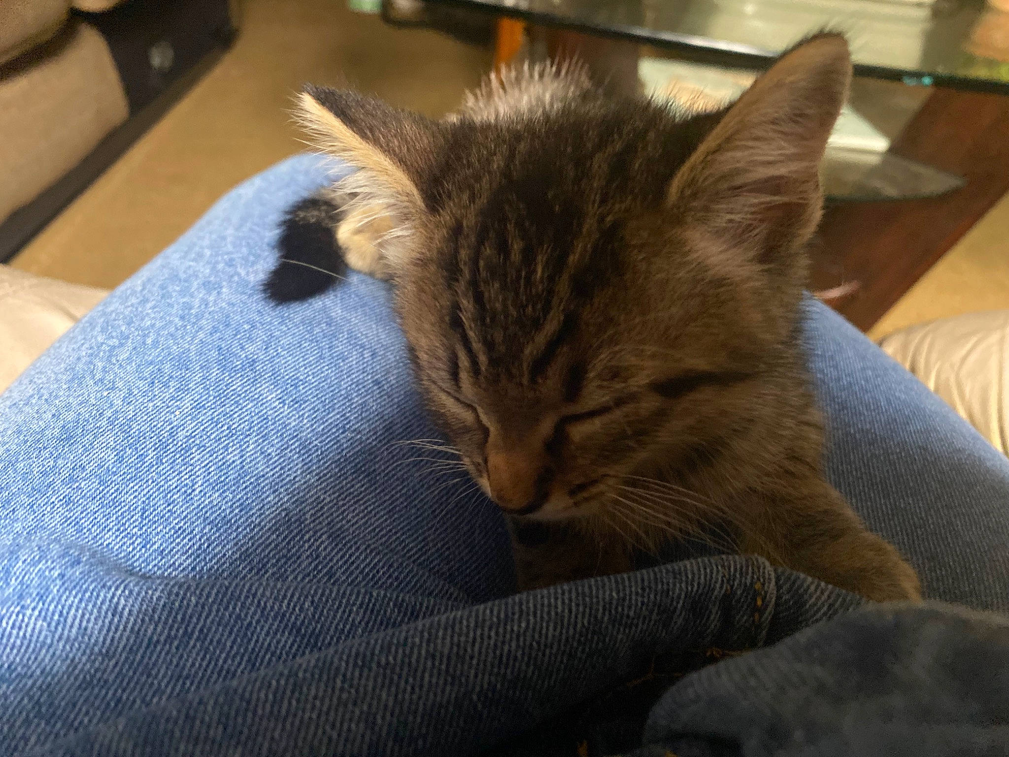 Mar Mar joined the competition — help win amazing prizes! carnivore, cat, cat_supply, claw, comfort, domestic_short_haired_cat, fawn, felidae, fur, grey, hardwood, linens, nap, room, sleep, small_to_medium_sized_cats, snout, tail, whiskers, wood