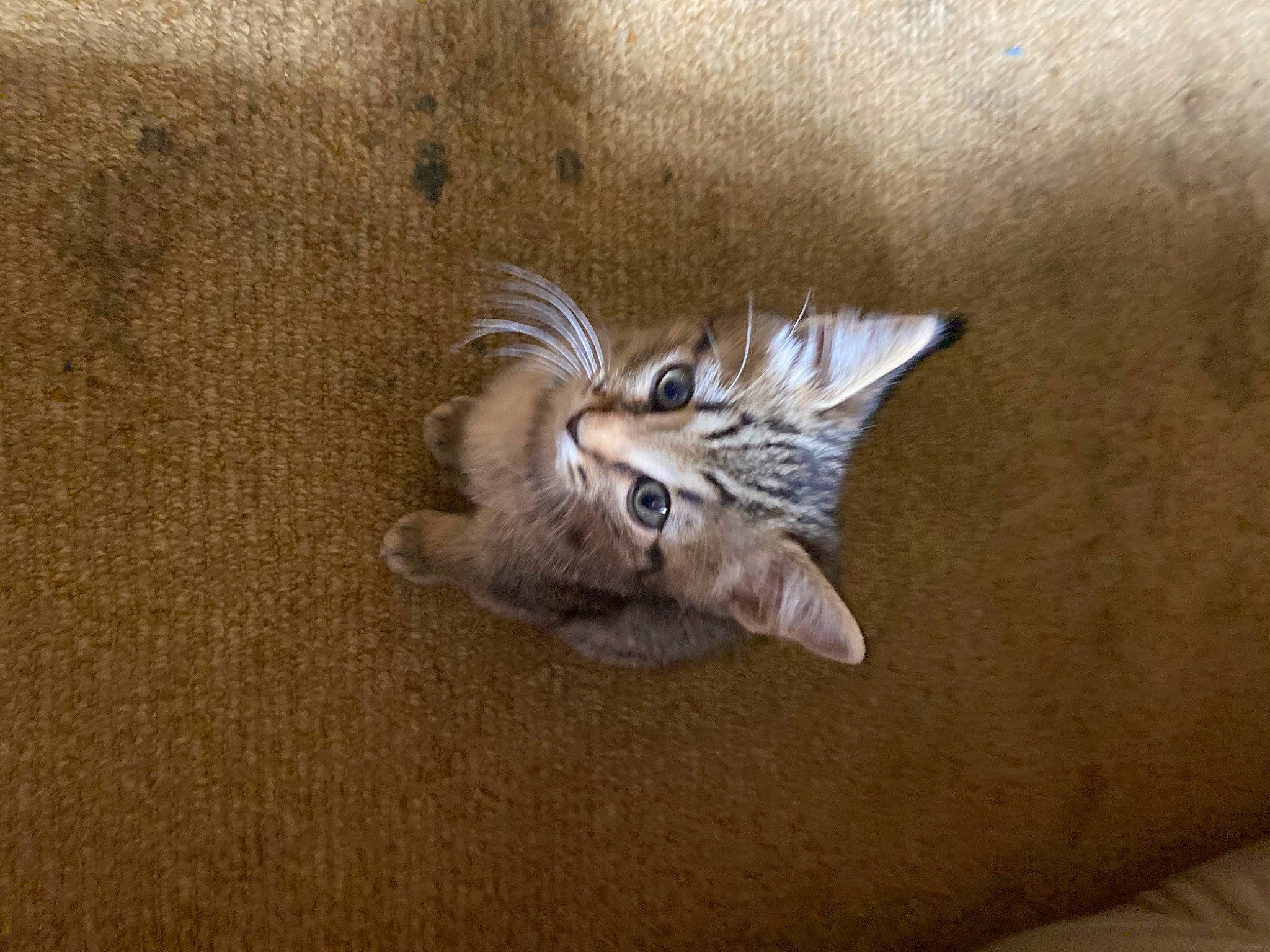 Mar Mar is registered to the contest to win money with this photo: carnivore, cat, cat_bed, claw, comfort, couch, domestic_short_haired_cat, felidae, flooring, fur, grey, hardwood, paw, sand, small_to_medium_sized_cats, soil, tail, terrestrial_animal, whiskers, wood