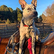 Paisley is registered to the contest to win money with this photo: dog, horse, saddle, leash, collar, outdoor, sunlight, trees, blue_sky, animal, pet, fence, nature, rural, farm, canine, spot, brown, rope, equipment