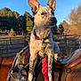 dog, horse, saddle, leash, collar, outdoor, sunlight, trees, blue_sky, animal, pet, fence, nature, rural, farm, canine, spot, brown, rope, equipment