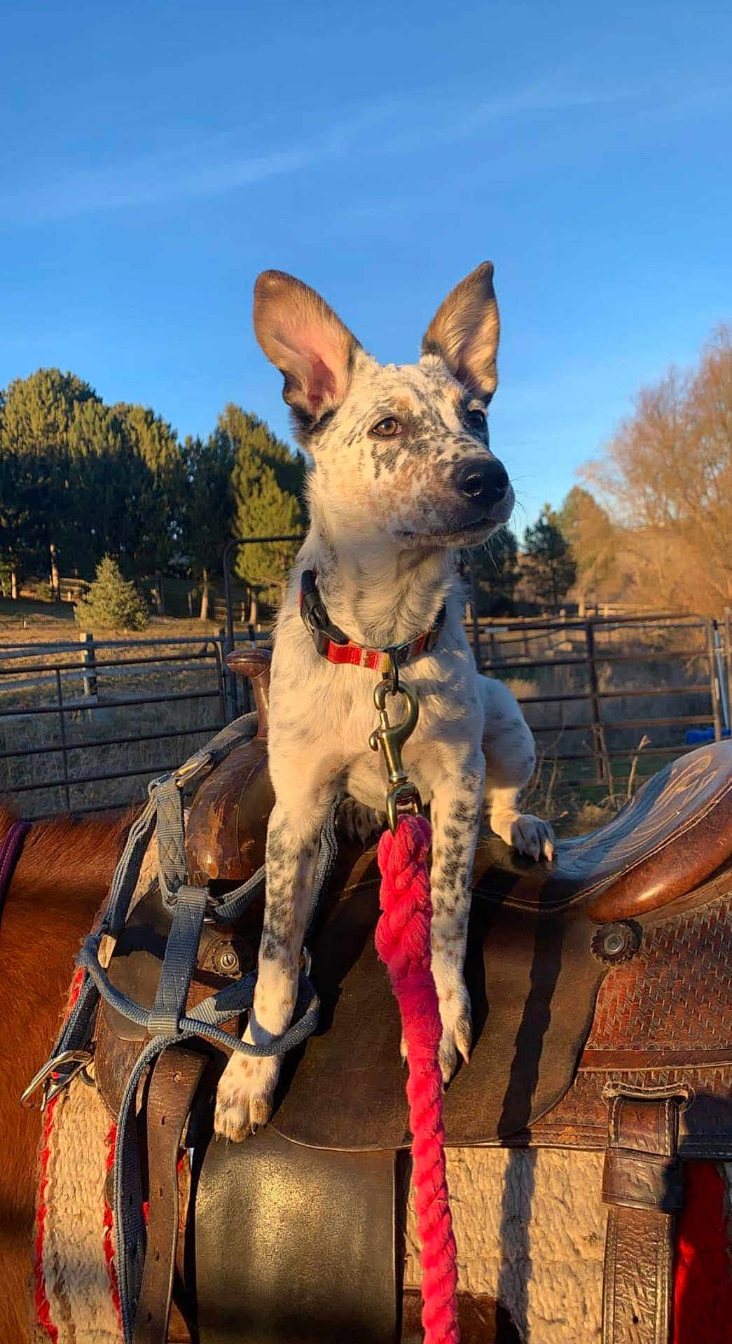 Paisley is registered to the contest to win money with this photo: dog, horse, saddle, leash, collar, outdoor, sunlight, trees, blue_sky, animal, pet, fence, nature, rural, farm, canine, spot, brown, rope, equipment
