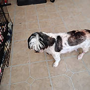 Princess is registered to the contest to win money with this photo: animal, black_and_white, cage, canine, companion, dog, domestic_animal, floor, four_legs, fur, household, indoor, looking_down, mammal, paw, pet, small_dog, standing, tile_floor, white