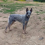 Blue is registered to the contest to win money with this photo: dog, blue_heeler, cattle_dog, canine, animal, outdoor, dirt, ground, grass, trees, field, standing, alert, ears_up, paws, muzzle, fur, rural, portrait, nature