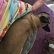 Chloe Su is registered to the contest to win money with this photo: canidae, carnivore, comfort, companion_dog, dog, dog_breed, fawn, fur, human_leg, linens, non_sporting_group, pattern, pet_supply, room, sporting_group, toy_dog, working_animal