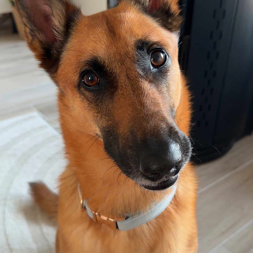 Ola participe au concours pour gagner de l'argent avec cette photo : dog, german_shepherd, pet, animal, indoor, curious, head_tilt, collar, floor, rug, toy, plant, furniture, brown, black, ears, eyes, close_up, portrait, domestic