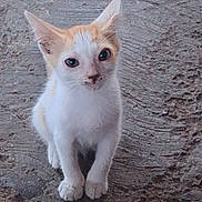 Sabrina is registered to the contest to win money with this photo: kitten, cat, orange_and_white, pet, animal, young, curious, sitting, ground, outdoor, cute, feline, small, fur, whiskers, ears, eyes, looking, portrait, adorable