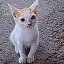kitten, cat, orange_and_white, pet, animal, young, curious, sitting, ground, outdoor, cute, feline, small, fur, whiskers, ears, eyes, looking, portrait, adorable