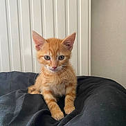 Newton participe au concours pour gagner de l'argent avec cette photo : animal, appliance, beanbag, bed, blanket, cat, cushion, device, electricaldevice, furniture, homedecor, kitten, manx, pet, radiator