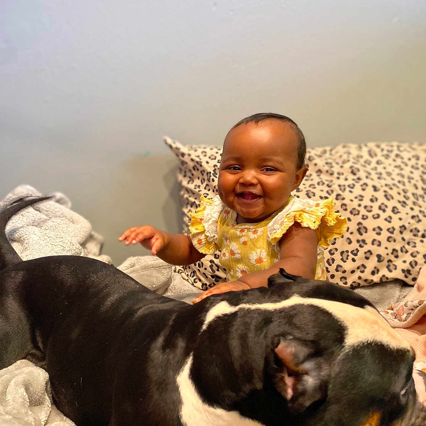 Syrae joined the competition — help win amazing prizes! animal, baby, bed, bedroom, canine, couch, cushion, dog, face, furniture, happy, head, indoors, person, pet, photography, portrait, quilt, room, smile