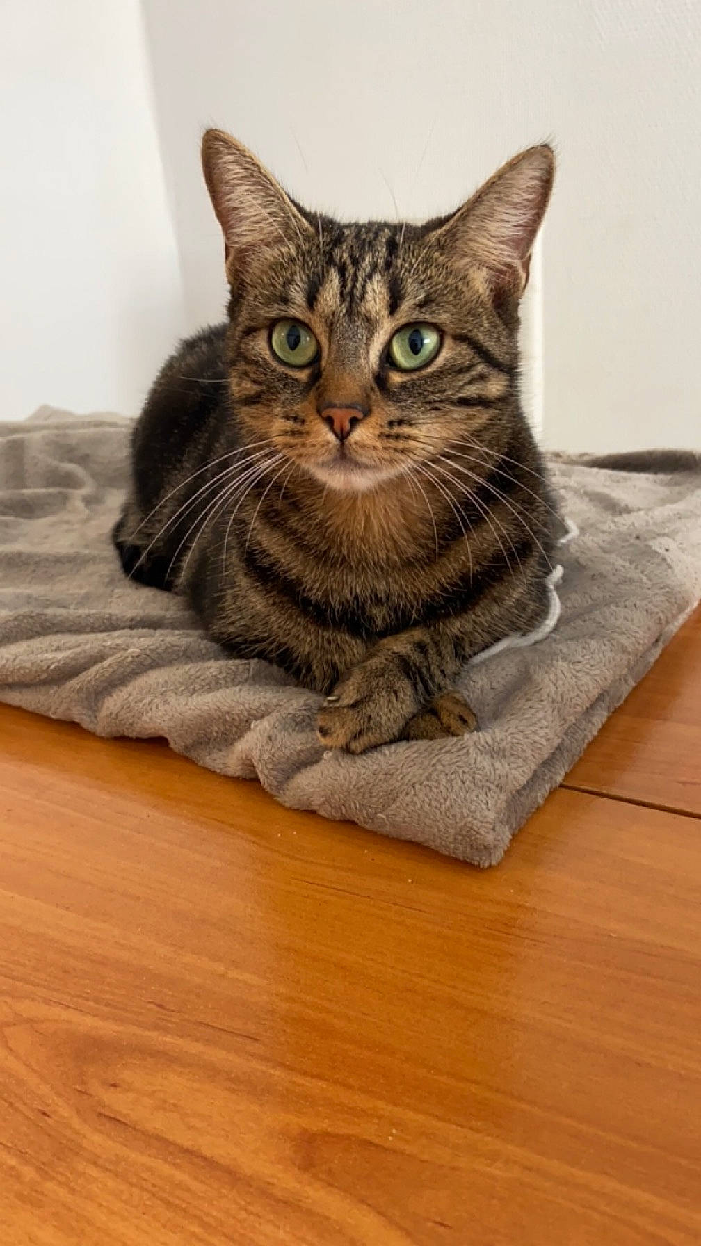 Malya a rejoint le concours — aidez-le/la à gagner de superbes lots ! carnivore, cat, cat_supply, comfort, domestic_short_haired_cat, felidae, flooring, fur, grey, hardwood, laminate_flooring, sitting, small_to_medium_sized_cats, snout, terrestrial_animal, varnish, whiskers, wood, wood_flooring, wood_stain