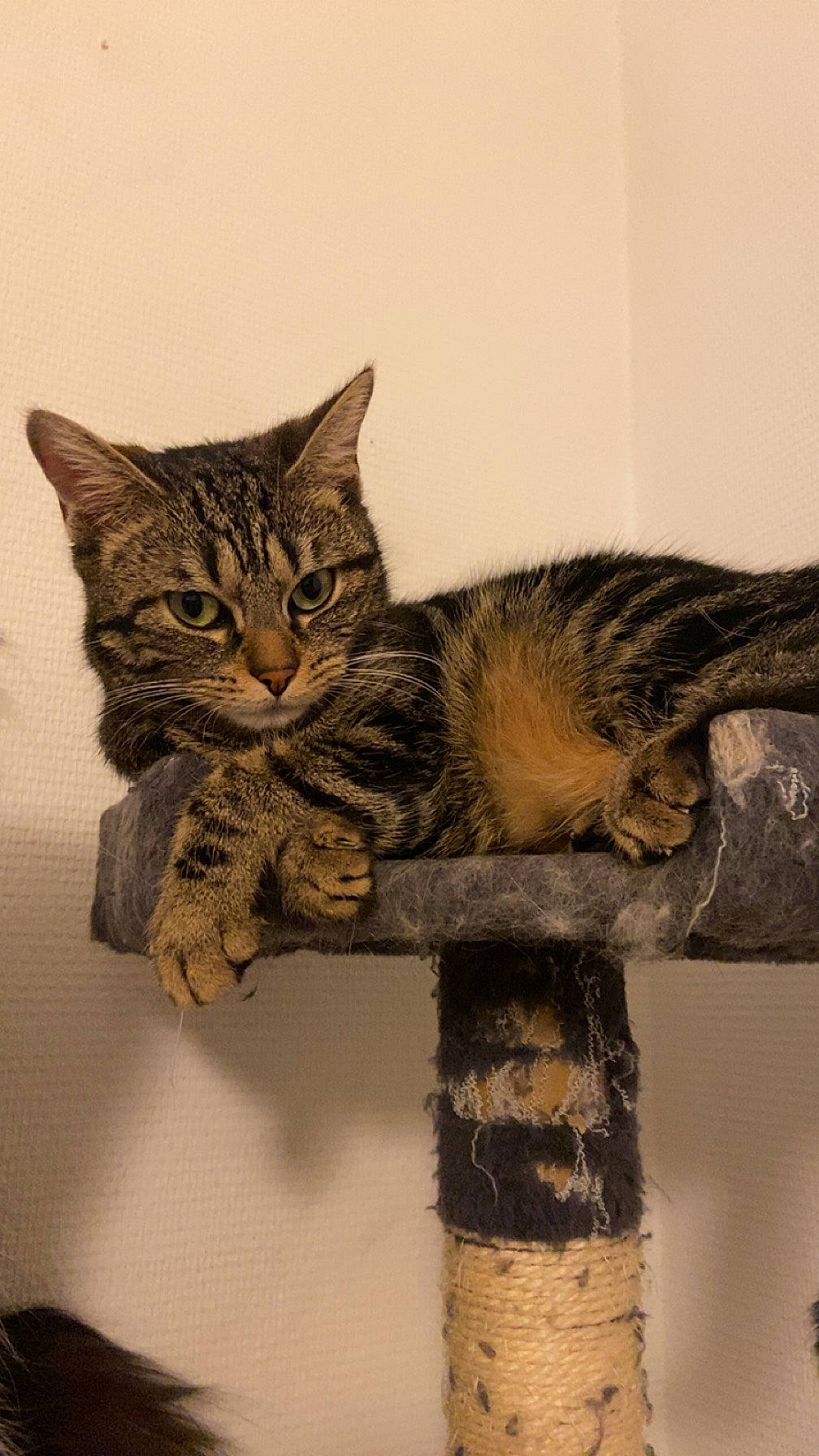 Malya a rejoint le concours — aidez-le/la à gagner de superbes lots ! art, carnivore, cat, claw, domestic_short_haired_cat, felidae, fur, paw, small_to_medium_sized_cats, snout, tail, terrestrial_animal, whiskers, wildlife, wood