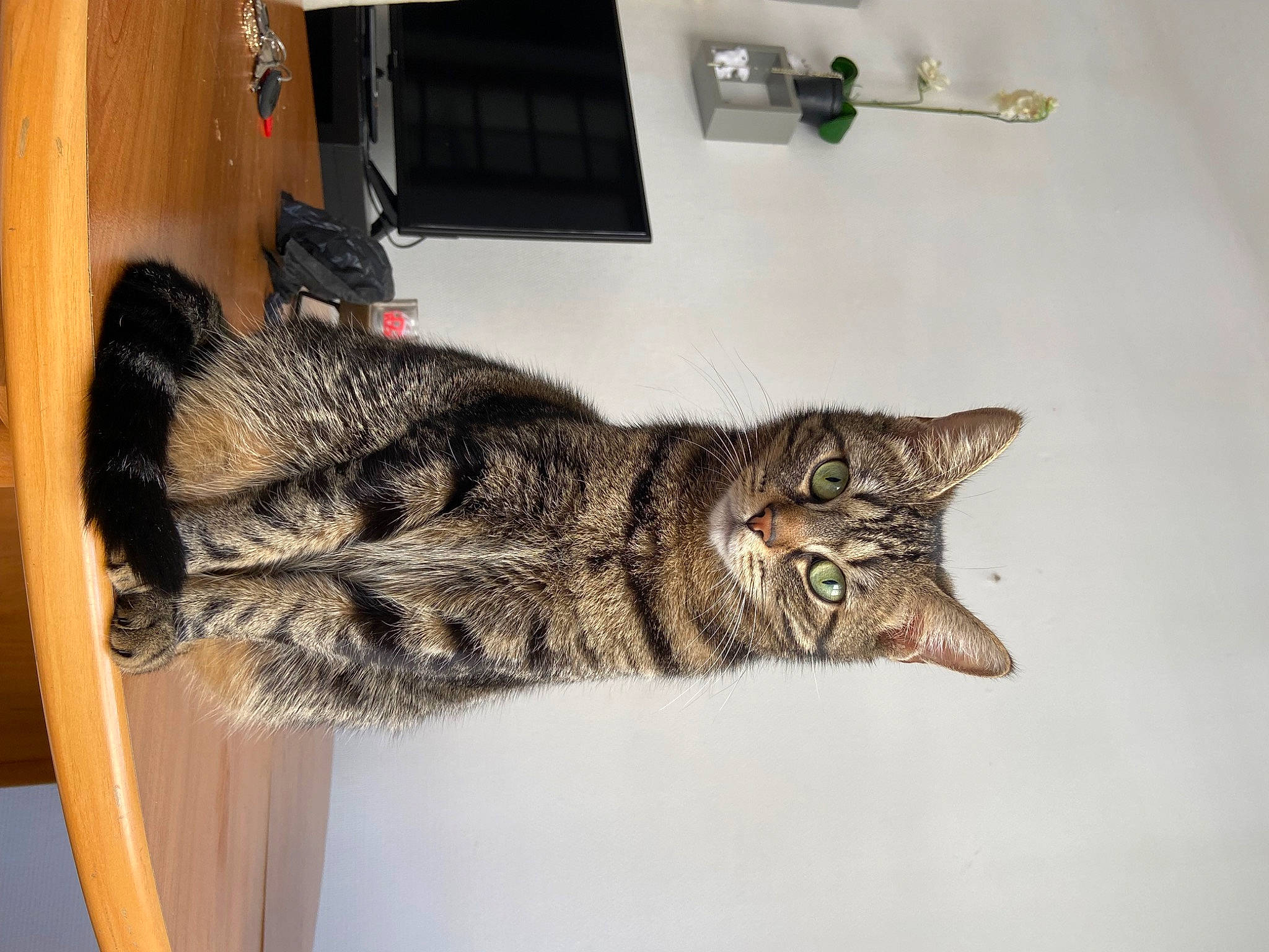 Malya participe au concours pour gagner de l'argent avec cette photo : art, carnivore, cat, claw, domestic_short_haired_cat, felidae, fur, military_camouflage, paw, small_to_medium_sized_cats, snout, tail, terrestrial_animal, whiskers