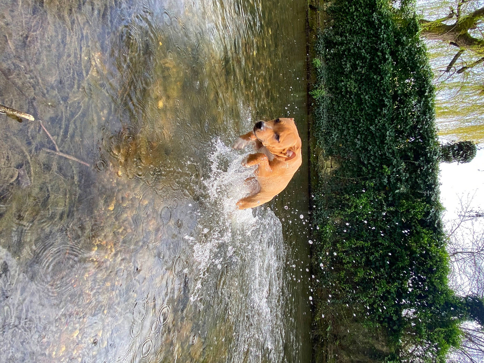 Buck a rejoint le concours — aidez-le/la à gagner de superbes lots ! bank, body_of_water, forest, fun, grass, lake, landscape, leisure, nature, people_in_nature, plant, recreation, reflection, sunlight, tree, water, water_feature, watercourse, wilderness, wood
