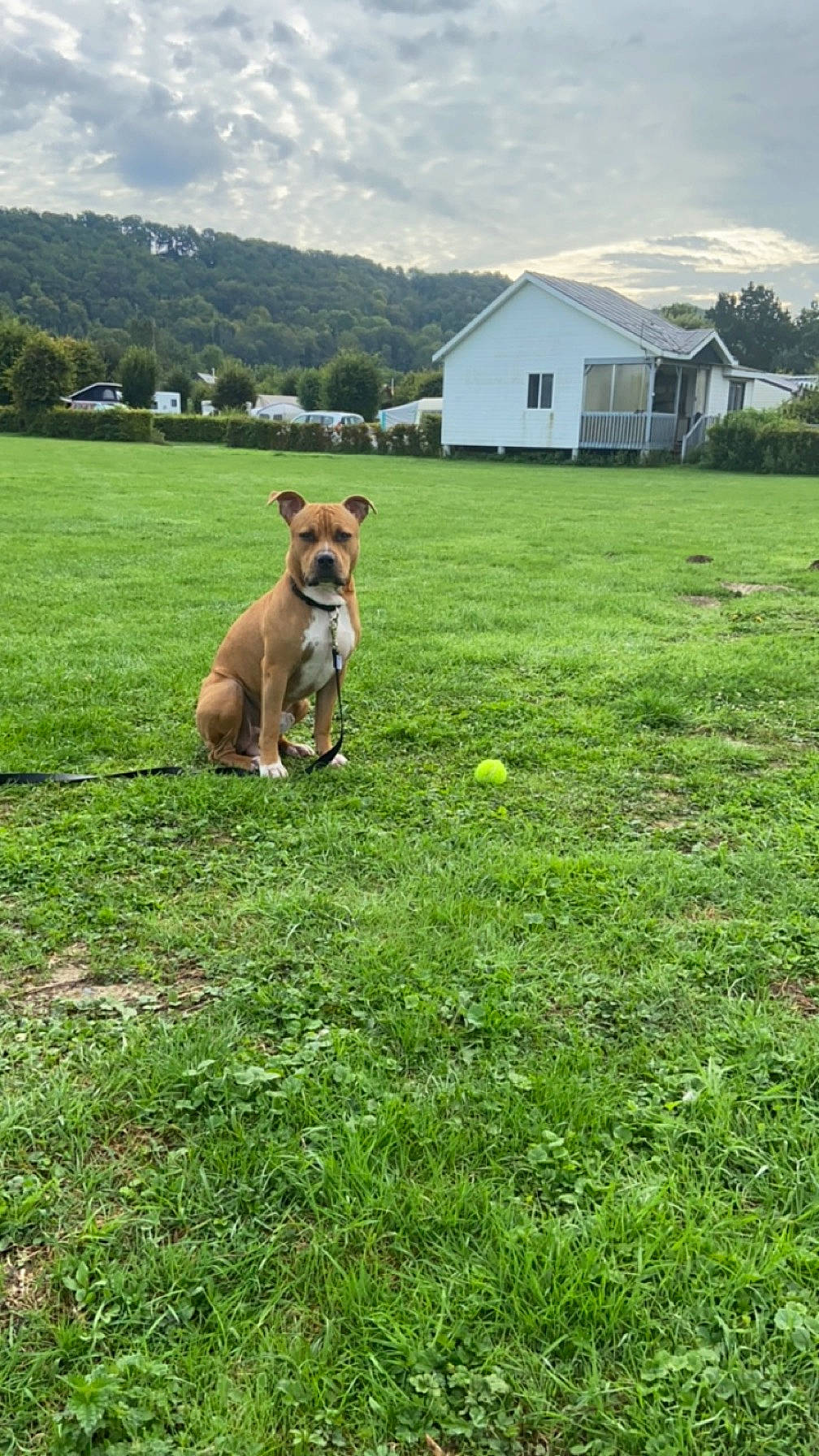 Buck participe au concours pour gagner de l'argent avec cette photo : carnivore, cloud, companion_dog, dog, dog_breed, fawn, field, grass, grassland, house, landscape, lawn, meadow, plant, rural_area, sky, sporting_group, tree, window, working_animal