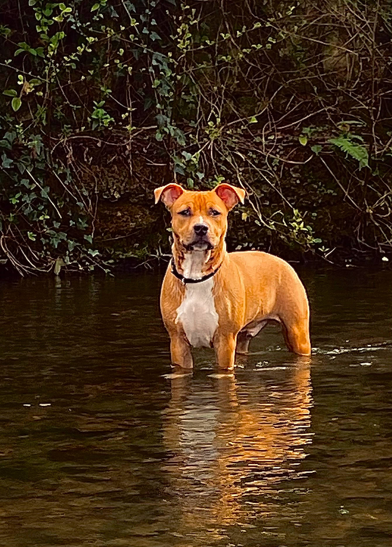 Buck a rejoint le concours — aidez-le/la à gagner de superbes lots ! canidae, carnivore, companion_dog, dog, dog_breed, fawn, gun_dog, hound, lake, liquid, plant, reflection, snout, sporting_group, tail, terrestrial_animal, tree, water, water_resources, working_animal
