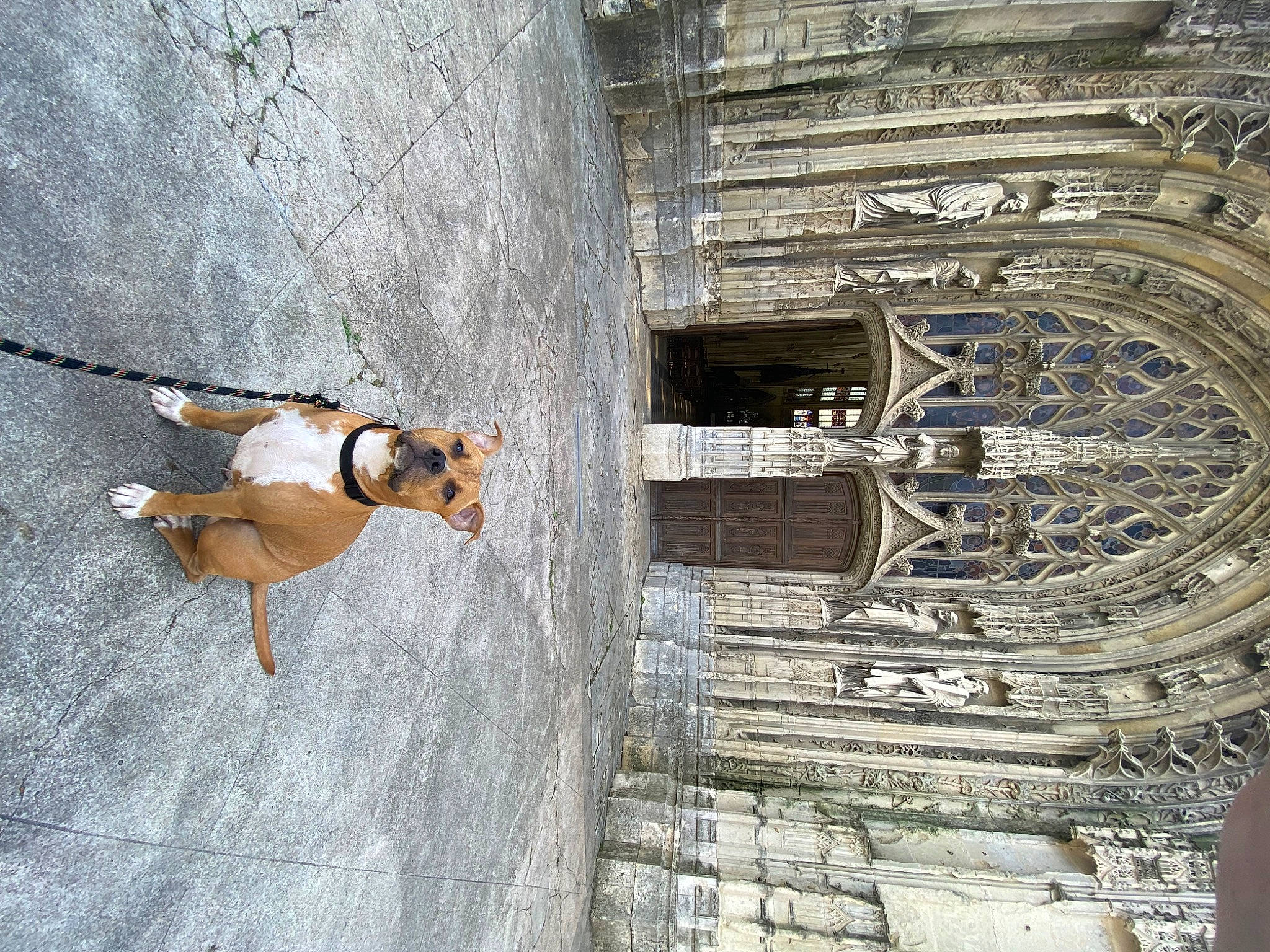 Buck participe au concours pour gagner de l'argent avec cette photo : adventure, ancient_history, arch, art, building, carnivore, concrete, dog, facade, history, shadow, wood