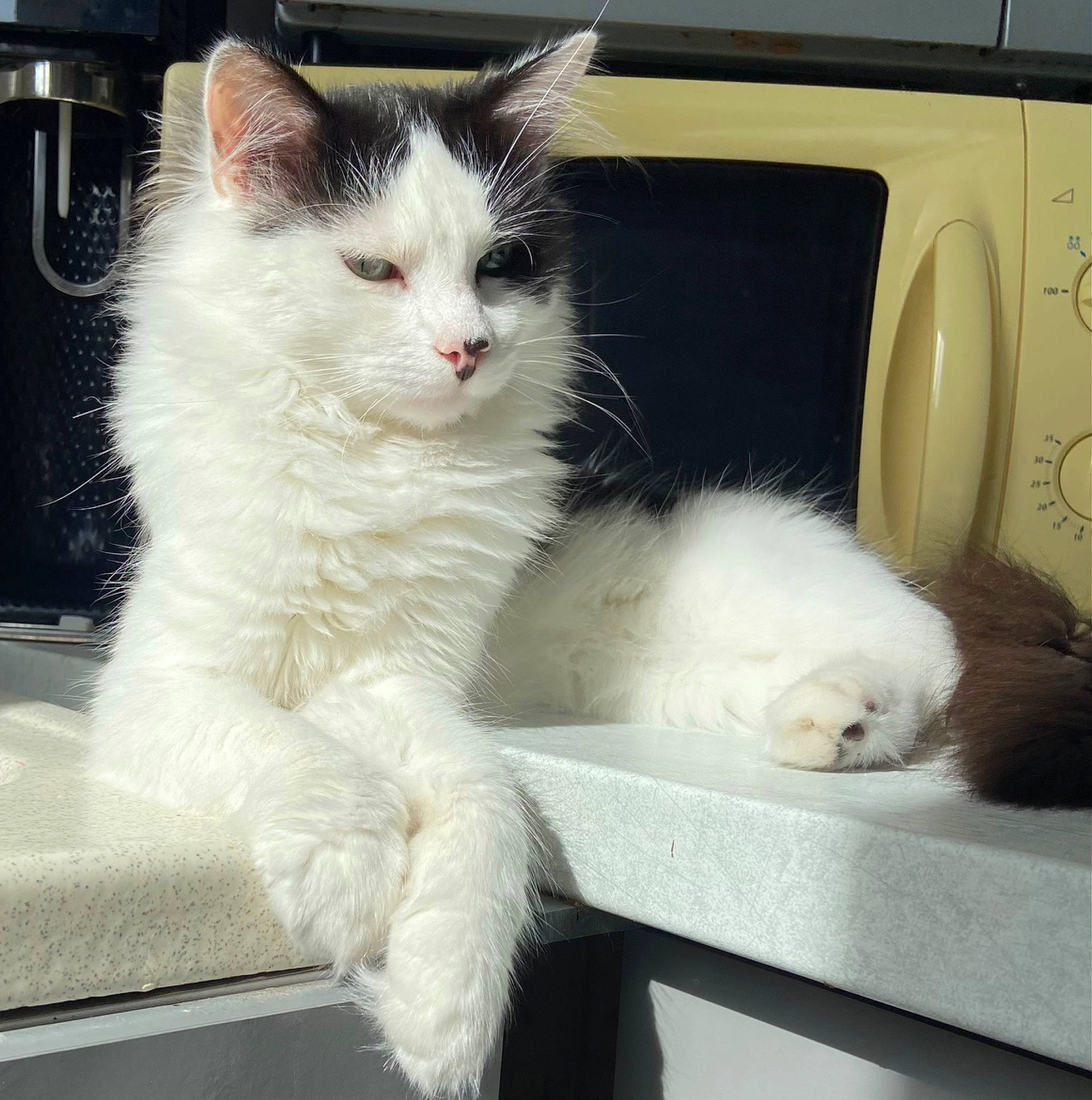 Milka participe au concours pour gagner de l'argent avec cette photo : box, carnivore, cat, claw, comfort, domestic_short_haired_cat, felidae, fur, home_appliance, paw, small_to_medium_sized_cats, snout, tail, whiskers, window