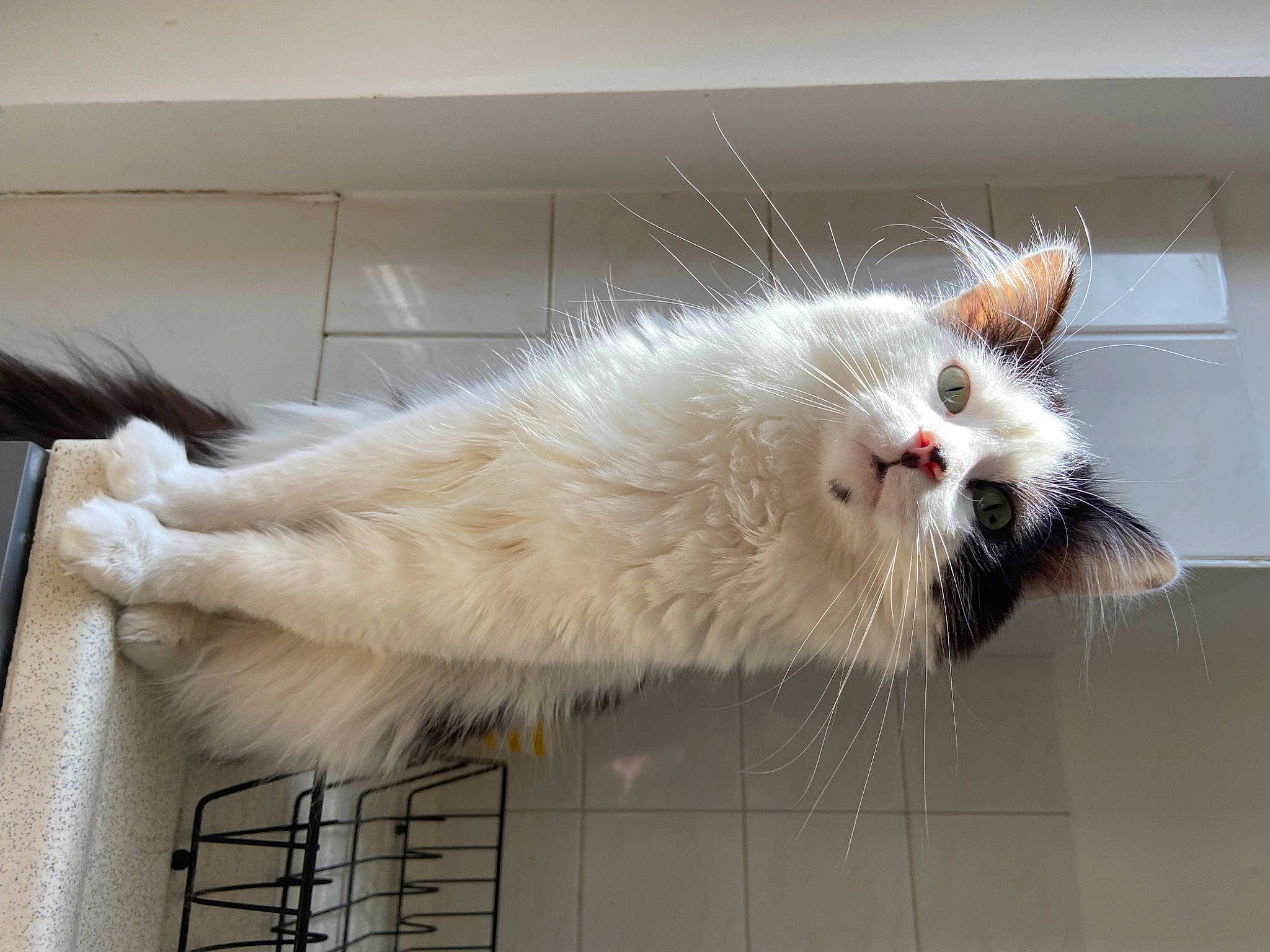 Milka participe au concours pour gagner de l'argent avec cette photo : animal_shelter, british_longhair, carnivore, cat, claw, domestic_short_haired_cat, felidae, fur, paw, small_to_medium_sized_cats, snout, tail, whiskers