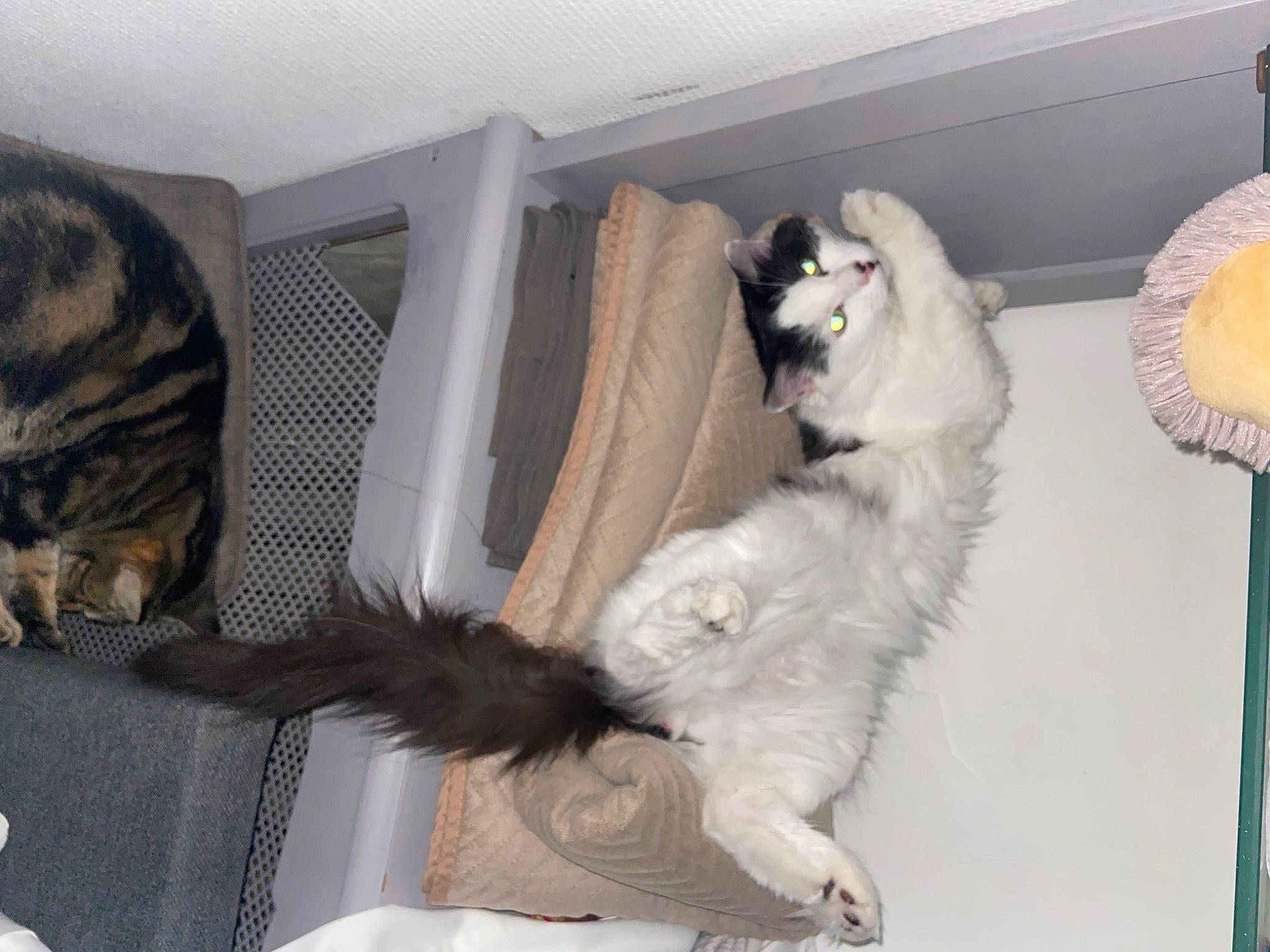 Milka participe au concours pour gagner de l'argent avec cette photo : carnivore, cat, comfort, companion_dog, domestic_short_haired_cat, felidae, fur, paw, room, small_to_medium_sized_cats, tail, terrestrial_animal, whiskers