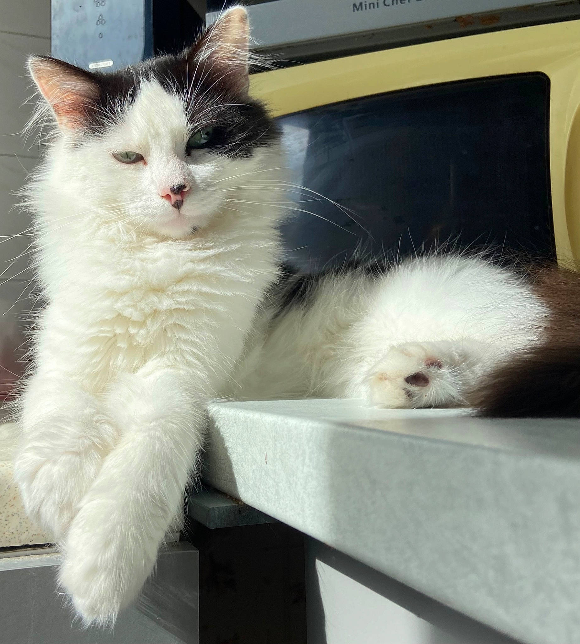 Milka a rejoint le concours — aidez-le/la à gagner de superbes lots ! box, carnivore, cat, claw, comfort, companion_dog, computer_keyboard, domestic_short_haired_cat, felidae, foot, fur, mammal, paw, photo_caption, sitting, small_to_medium_sized_cats, snout, tail, whiskers, window