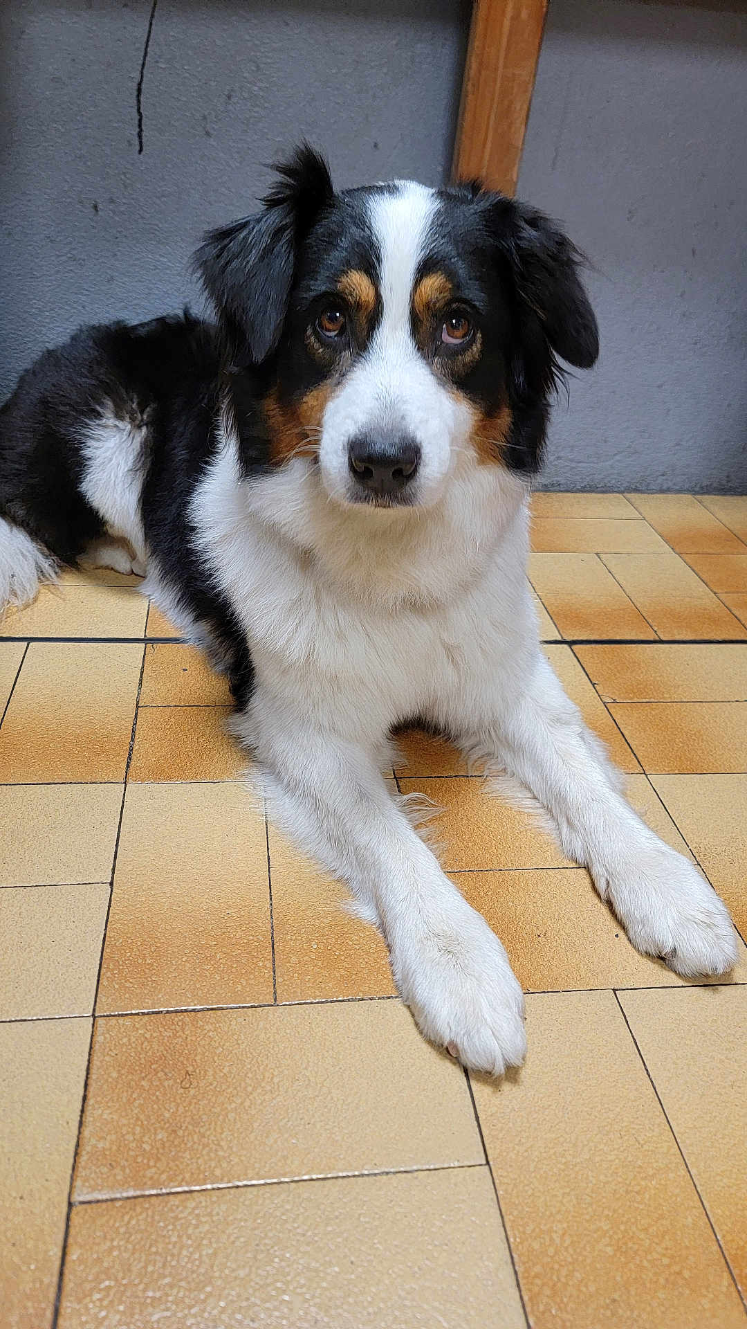 Pixelle a rejoint le concours — aidez-le/la à gagner de superbes lots ! dog, animal, pet, tricolor, fur, ears, floor, tile, indoor, laying_down, canine, cute, mammal, looking, portrait, domestic_animal, whiskers, paws, companion, friendly