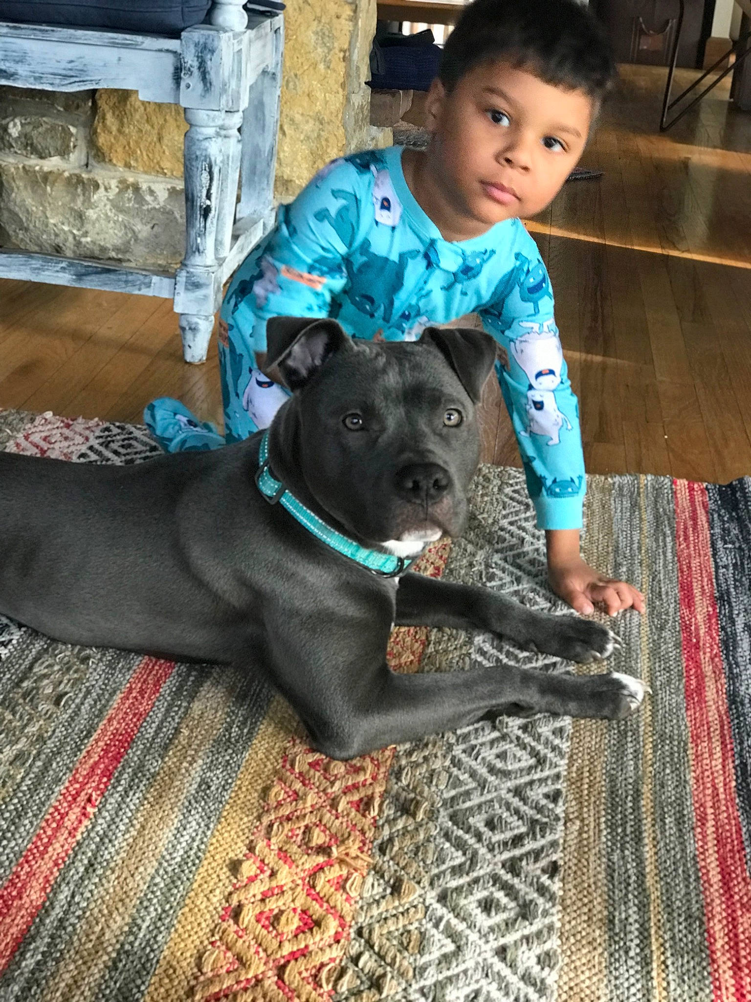 Keegan is registered to the contest to win money with this photo: canidae, carnivore, collar, comfort, companion_dog, dog, dog_breed, dog_collar, electric_blue, fawn, flooring, grey, guard_dog, person, sitting, snout, sporting_group, t_shirt, toddler, wood