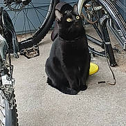 Gala is registered to the contest to win money with this photo: animal, bicycle, bike_pedal, bike_wheel, black_cat, carpet, cat, collar, curious, feline, frisbee, indoor, metal_parts, outdoor_gear, pet, sitting, two_wheels, vehicle, wheel_spokes, yellow_eyes