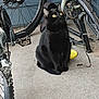 animal, bicycle, bike_pedal, bike_wheel, black_cat, carpet, cat, collar, curious, feline, frisbee, indoor, metal_parts, outdoor_gear, pet, sitting, two_wheels, vehicle, wheel_spokes, yellow_eyes