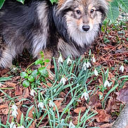 Aquarelle a rejoint le concours — aidez-le/la à gagner de superbes lots ! brown_fur, bush, curious_expression, dog, ears, eyes, fluffy_dog, garden, green_leaves, ground_cover, leaf_litter, long_fur, mixed_breed, nature, outdoor, pet, portrait, shrub, snowdrops, white_flowers